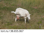 Дойная козочка. Стоковое фото, фотограф Василий Быстрицкий / Фотобанк Лори