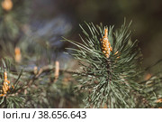 Green young pine cone on a tree at sunset, close-up. A pine branch with green needles and a coniferous cone in summer. Means of alternative medicine. Стоковое фото, фотограф Photojuli / Фотобанк Лори