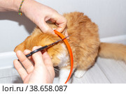 The owner put the anti-parasitic collar on the cat, adjusting the length. Protect pets from fleas and ticks. Стоковое фото, фотограф Коханова Наталья / Фотобанк Лори