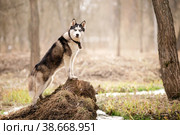 Portrait of a magnificent Siberian Husky standing in the background of a natural northern landscape. Стоковое фото, фотограф Мария Мороз / Фотобанк Лори