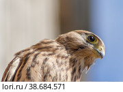 Обыкновенная пустельга, сокол (Falco tinnunculus) Стоковое фото, фотограф Вячеслав Орос / Фотобанк Лори