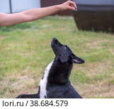 Собака выполняет команды, слушается человека. Стоковое фото, фотограф Руслан Лесков / Фотобанк Лори