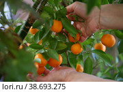 Женские руки снимают урожай Каламондин (лат. Citrofortunella microcarpa) Стоковое фото, фотограф Марина Володько / Фотобанк Лори
