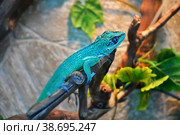 Knight Anole In the terrarium. Стоковое фото, фотограф Владимир Галкин / Фотобанк Лори