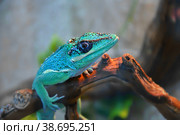 Knight Anole In the terrarium. Стоковое фото, фотограф Владимир Галкин / Фотобанк Лори