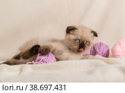 Маленький бежевый котенок окраса колор пойнт играет с клубками шерстяных сиреневых ниток на диване. Стоковое фото, фотограф Наталья Гармашева / Фотобанк Лори