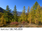 Fantastic golden Altai nature landscape of colorful larch trees row and incredible mountain slopes with Siberia forest, small path along colored bushes and blue sky background. Altai, Siberia. Стоковое фото, фотограф Евгений / Фотобанк Лори