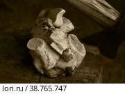 Кости говяжьи. Стоковое фото, фотограф Анатолий Матвейчук / Фотобанк Лори
