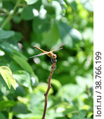 Dragonfly (LAT. Odonata) Стоковое фото, фотограф Владимир Галкин / Фотобанк Лори