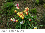 Miscellaneous tulips clusiana bloom in a garden in April. Стоковое фото, фотограф Ольга Сейфутдинова / Фотобанк Лори