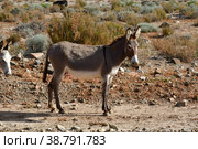 Wild Donkey in Atacama Desert Chile. Стоковое фото, фотограф Andreas Muth-Hegener / Фотобанк Лори