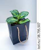 Dieffenbachia Amy is a genus of tropical flowering plants. Стоковое фото, фотограф Эльвира Коломийцева / Фотобанк Лори