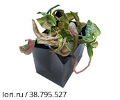 Syngonium Neon Pink is a genus of flowering plants. Стоковое фото, фотограф Эльвира Коломийцева / Фотобанк Лори