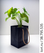 Syngonium Allusion is a genus of flowering plants. Стоковое фото, фотограф Эльвира Коломийцева / Фотобанк Лори
