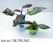 Philodendron Pink Princess is a large genus of flowering plants. Стоковое фото, фотограф Эльвира Коломийцева / Фотобанк Лори