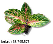 Aglaonema Legacy is a genus of flowering plants. Стоковое фото, фотограф Эльвира Коломийцева / Фотобанк Лори
