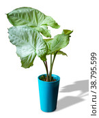 Syngonium Lime Green is a genus of flowering plants in the Araceae family. Стоковое фото, фотограф Эльвира Коломийцева / Фотобанк Лори