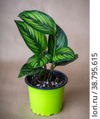 Calathea Pinstripe is a genus of flowering plants. Стоковое фото, фотограф Эльвира Коломийцева / Фотобанк Лори