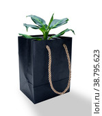 Dieffenbachia Amy is a genus of tropical flowering plants. Стоковое фото, фотограф Эльвира Коломийцева / Фотобанк Лори