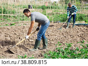 Amateur gardener hoeing soil before seedlings planting. Стоковое фото, фотограф Яков Филимонов / Фотобанк Лори