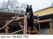 Уссурийский белогрудый (гималайский) медведь Manchurium black bear. Стоковое фото, фотограф Галина Савина / Фотобанк Лори