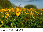 Yellow Trollius europaeus. The common name of some species is globeflower or globe flower. Wild plant. Стоковое фото, фотограф Михаил Пряхин / Фотобанк Лори