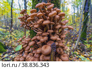 A family of mushrooms of honey mushrooms clung to the trunk of a tree. Стоковое фото, фотограф Алексей Маринченко / Фотобанк Лори