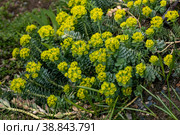 Green flowers of Myrtle Euphorbia myrsinites. The myrtle spurge, blue spurge or broad leaved glaucous spurge. Стоковое фото, фотограф Ольга Сейфутдинова / Фотобанк Лори