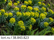 Green flowers of Myrtle Euphorbia myrsinites. Стоковое фото, фотограф Ольга Сейфутдинова / Фотобанк Лори
