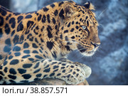 Дальневосточный леопард Amur leopard. Стоковое фото, фотограф Галина Савина / Фотобанк Лори
