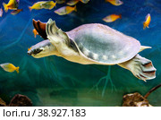 Водяная Двухкоготная черепаха. Pig- nosed turtle (лат Carettochelys insculpta) Стоковое фото, фотограф Галина Савина / Фотобанк Лори