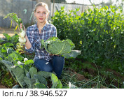 Woman harvesting cabbage. Стоковое фото, фотограф Яков Филимонов / Фотобанк Лори