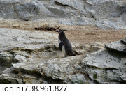 Humboldt Penguin Reserva Nacional Pinguino de Humboldt. Стоковое фото, фотограф Andreas Muth-Hegener / Фотобанк Лори