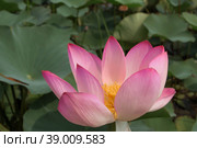 The lotus flower. Valley of lotuses. Akhtanizovsky estuary. Krasnodarskiy kray. Стоковое фото, фотограф Photojuli / Фотобанк Лори