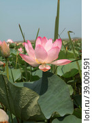 The lotus flower. Valley of lotuses. Akhtanizovsky estuary. Krasnodarskiy kray. Стоковое фото, фотограф Photojuli / Фотобанк Лори