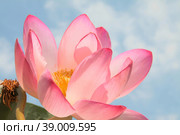 The lotus flower. Valley of lotuses. Akhtanizovsky estuary. Krasnodarskiy kray. Стоковое фото, фотограф Photojuli / Фотобанк Лори