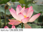 The lotus flower. Valley of lotuses. Akhtanizovsky estuary. Krasnodarskiy kray. Стоковое фото, фотограф Photojuli / Фотобанк Лори