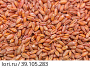 Wheat seeds, cereal seeds with red seed dressing or seed treatment. Стоковое фото, фотограф Ольга Сейфутдинова / Фотобанк Лори