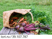 Fresh raw root vegetables of carrots and beets were scattered from fallen basket. Стоковое фото, фотограф Владимир Григорьев / Фотобанк Лори