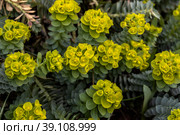Green flowers of Myrtle Euphorbia myrsinites. The myrtle spurge, blue spurge or broad leaved glaucous spurge. Стоковое фото, фотограф Ольга Сейфутдинова / Фотобанк Лори
