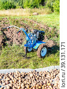 Harvesting potatoes with a walk-behind tractor (2022 год). Редакционное фото, фотограф FotograFF / Фотобанк Лори