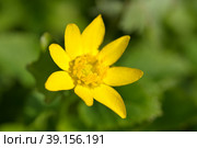 Лютик весенний или чистяк (лат. Ranunculus ficaria) крупным планом. Стоковое фото, фотограф Елена Коромыслова / Фотобанк Лори