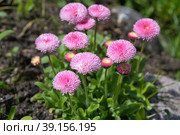 Розовая маргаритка многолетняя помпонная (лат. Bellis perennis) цветет в саду. Стоковое фото, фотограф Елена Коромыслова / Фотобанк Лори