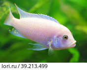 African cichlids Pseudotropheus zebra in the aquarium. Стоковое фото, фотограф Natalia Sidorova / Фотобанк Лори