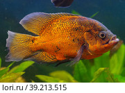 Astronotus ocellatus Cichlidae in the aquarium. Стоковое фото, фотограф Natalia Sidorova / Фотобанк Лори