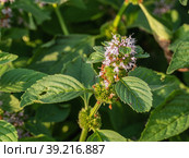 Южный Урал, цветущая мята полевая (Mentha arvensis). Southern Urals, blooming wild mint (Mentha arvensis). Стоковое фото, фотограф Евгений Романов / Фотобанк Лори