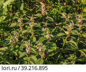 Южный Урал, цветущая мята полевая (Mentha arvensis). Southern Urals, blooming wild mint (Mentha arvensis). Стоковое фото, фотограф Евгений Романов / Фотобанк Лори