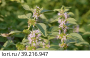 Южный Урал, цветущая мята полевая (Mentha arvensis). Southern Urals, blooming wild mint (Mentha arvensis). Стоковое видео, видеограф Евгений Романов / Фотобанк Лори