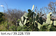 Опунция мелковолосистая (Opuntia microdasys). Надур (In-Nadur). Остров Гоцо (Gozo). Мальта (2023 год). Стоковое фото, фотограф lana1501 / Фотобанк Лори
