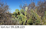 Опунция мелковолосистая (Opuntia microdasys). Надур (In-Nadur). Остров Гоцо (Gozo). Мальта (2023 год). Стоковое фото, фотограф lana1501 / Фотобанк Лори